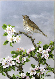 Image of Song Thrush & Apple Blossom, The Artist's Garden, St. Columb Major